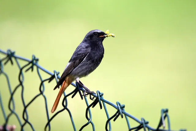 black redstart, bird, more masculine, red tailed, kleiner, nature, close up