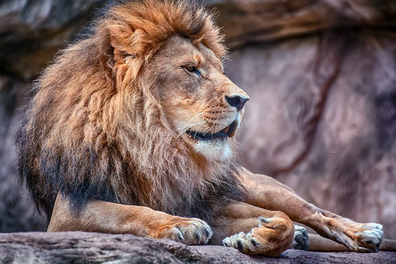 lion, mane, zoo, male, head, nature, boss
