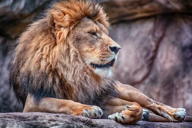lion, mane, zoo, male, head, nature, boss