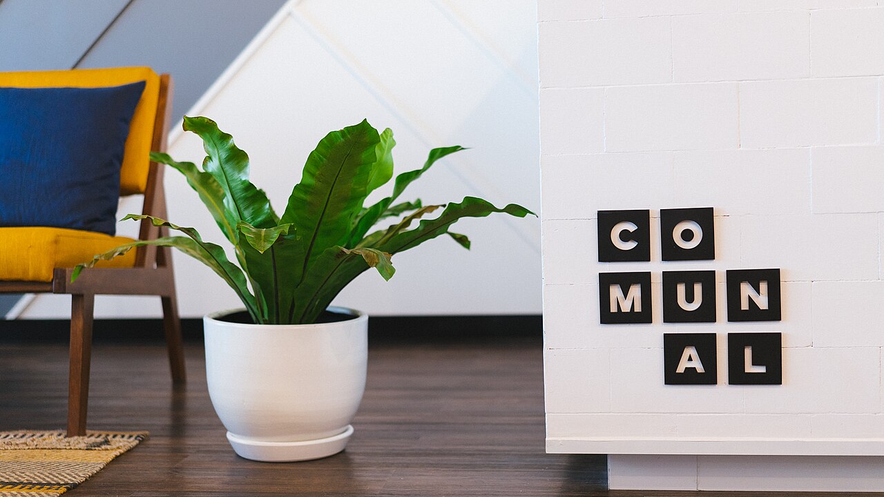 Zimmerpflanze in einem Coworking-Büro